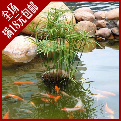 魚池植物|鱼池上面适合种什么植物 鱼池适合养的植物推荐